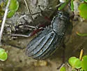 Stenomorpha mckittricki - photo 4