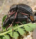 Stenomorpha mckittricki - photo 5