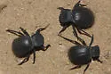 Stenomorpha muricatula - photo 2