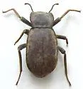 Stenomorpha muricatula - photo 3