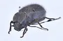 Stenomorpha muricatula - photo 4