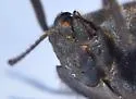 Stenomorpha muricatula - photo 5