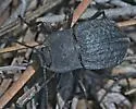 Stenomorpha nitidula - Stenomorpha nitidula