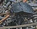 Stenomorpha nitidula - photo 2