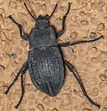 Stenomorpha nitidula - photo 3