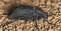 Stenomorpha nitidula - photo 4