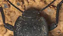 Stenomorpha nitidula - photo 5