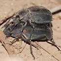 Stenomorpha obliterata - Stenomorpha obliterata