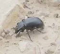 Stenomorpha obliterata - photo 2