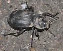 Stenomorpha obliterata - photo 3