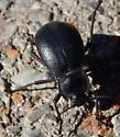 Stenomorpha obliterata - photo 4