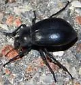 Stenomorpha obliterata - photo 5