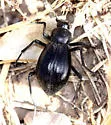 Stenomorpha obovata - Stenomorpha obovata