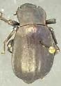 Stenomorpha obsoleta