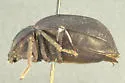Stenomorpha obsoleta - photo 2