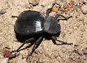 Stenomorpha obsoleta - photo 3