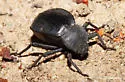 Stenomorpha obsoleta - photo 4