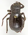 Stenomorpha obsoleta - photo 5