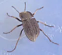 Stenomorpha opaca - Stenomorpha opaca