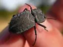 Stenomorpha opaca - photo 2