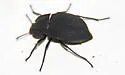 Stenomorpha opaca - photo 3