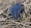 Stenomorpha opaca - photo 4