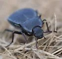 Stenomorpha opaca - photo 5