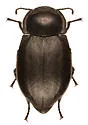 Stenomorpha polita - Stenomorpha polita