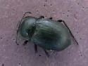 Stenomorpha polita - photo 2
