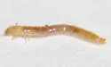 Stenomorpha polita - photo 3