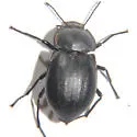 Stenomorpha polita - photo 4