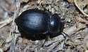Stenomorpha polita - photo 5
