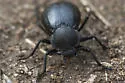Stenomorpha puncticollis - Stenomorpha puncticollis