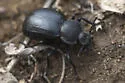 Stenomorpha puncticollis - photo 2