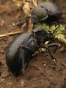 Stenomorpha puncticollis - photo 4