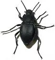 Stenomorpha quadricollis - Stenomorpha quadricollis