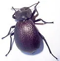 Stenomorpha rimata - Stenomorpha rimata