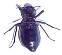 Stenomorpha rimata - photo 2