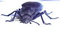Stenomorpha rimata - photo 3