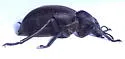 Stenomorpha rimata - photo 4