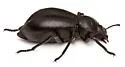 Stenomorpha vigens - photo 3