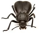 Stenomorpha vigens - photo 4