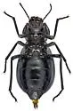 Stenomorpha vigens - photo 5