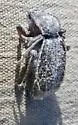 Stenomorpha wickhami - Stenomorpha wickhami