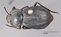 Stenomorpha wickhami - photo 2