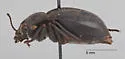 Stenomorpha wickhami - photo 3