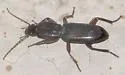 Stenomorphus californicus