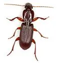 Stenomorphus californicus - photo 2