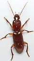 Stenomorphus californicus - photo 3