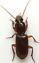 Stenomorphus californicus - photo 4